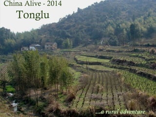 Tonglu
Tonglu

China Alive - 2014

...a rural adventure

 