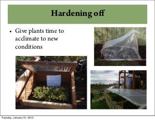 Hardening oﬀ
• Give plants time to
acclimate to new
conditions
Tuesday, January 31, 2012
 