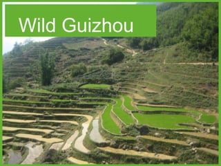 Wild Guizhou

 