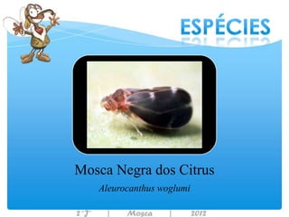 Mosca Negra dos Citrus
   Aleurocanthus woglumi
 
