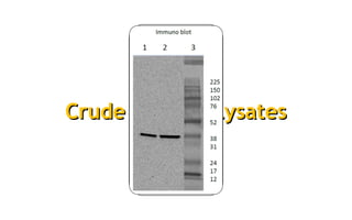 Crude Protein LysatesCrude Protein Lysates
 
