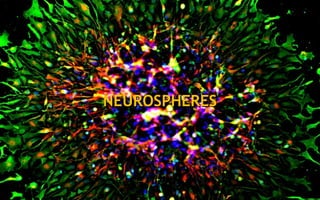NEUROSPHERESNEUROSPHERES
 