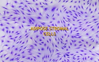 ADIPOSE STROMALADIPOSE STROMAL
CELLSCELLS
 