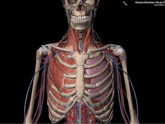 Use Visible Body's 3D images to explain the location of the heart and…
