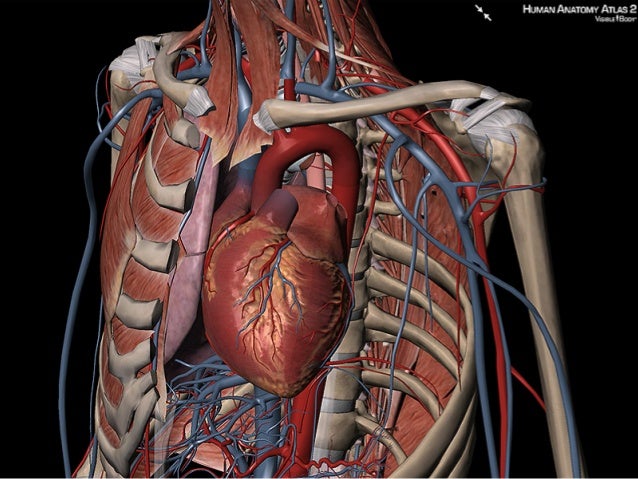 Use Visible Body S 3d Images To Explain The Location Of The Heart And Use Visible Body S 3d Images To Explain The Location Of The Heart And