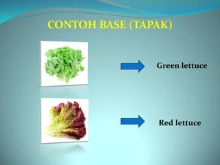 CONTOH BASE (TAPAK)


                Green lettuce




                Red lettuce
 