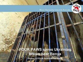 FOUR PAWS saves Ukrainian
    brown bear Benya
    Photos © FOUR PAWS/Mihai Vasile
 