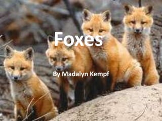 Foxes
By Madalyn Kempf
 
