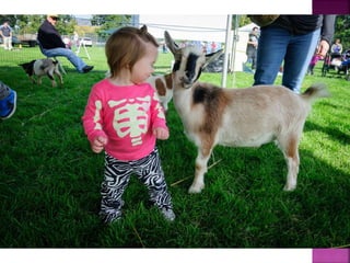 Oliver Festival of the Grape Photos
