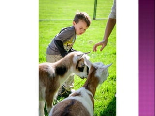 Oliver Festival of the Grape Photos