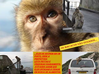 ...eles se reúnem em um
ponto, onde a
Prefeitura
leva frutas e
verduras diariamente,
 evitando assim que
eles invadam a cidade
em busca de alimentos.
 