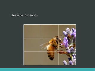 Regla de los tercios
 