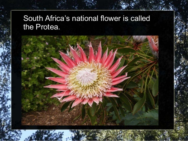 south african intro in japan