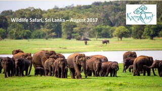 Wildlife Safari, Sri Lanka – August 2017
 