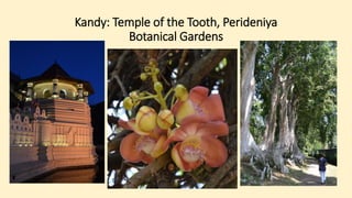 Kandy: Temple of the Tooth, Perideniya
Botanical Gardens
 
