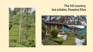 The hill country,
tea estates, Nuwara Eliya
 