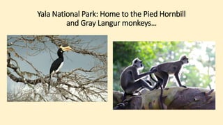 Yala National Park: Home to the Pied Hornbill
and Gray Langur monkeys…
 