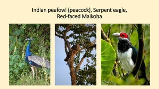 Indian peafowl (peacock), Serpent eagle,
Red-faced Malkoha
 