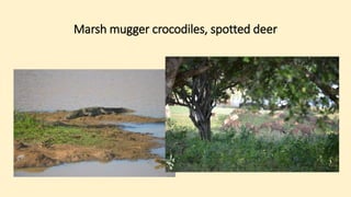 Marsh mugger crocodiles, spotted deer
 