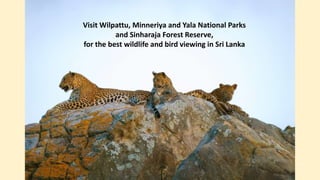 Visit Wilpattu, Minneriya and Yala National Parks
and Sinharaja Forest Reserve,
for the best wildlife and bird viewing in Sri Lanka
 