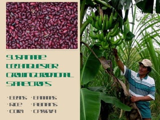Sustainable Techniques for Growing Traditional Staple Crops Beans Rice Corn Bananas Plantains Cassava 
