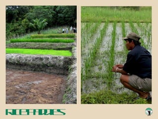 Rice Paddies 