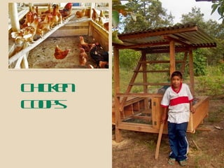 Chicken Coops 