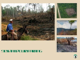 Slash-and-Burn Farming 