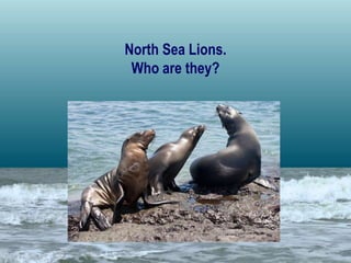 North Sea Lions.
Who are they?
 