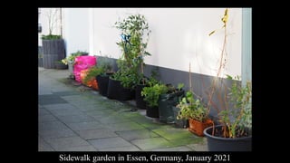 Sidewalk garden in Essen, Germany, January 2021
 
