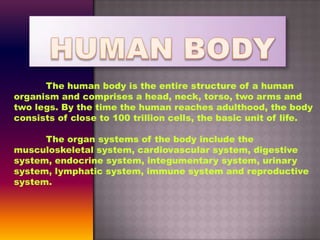 The human body is the entire structure of a human
organism and comprises a head, neck, torso, two arms and
two legs. By the time the human reaches adulthood, the body
consists of close to 100 trillion cells, the basic unit of life.
The organ systems of the body include the
musculoskeletal system, cardiovascular system, digestive
system, endocrine system, integumentary system, urinary
system, lymphatic system, immune system and reproductive
system.
 