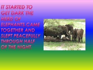 It started to get dark the herd ofElephants,came together and slept peacefully through half of the night.