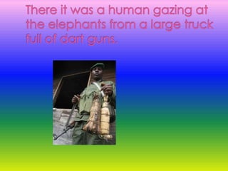 There it was a human gazing at the elephants from a large truck full of dart guns. 