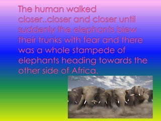 The human walked closer..closer and closer until suddenly the elephants blew their trunks with fear and there was a whole stampede of elephants heading towards the other side of Africa.