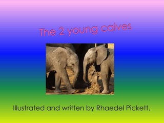 The 2 young calves Illustrated and written by Rhaedel Pickett. 