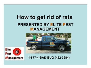 How to get rid of rats   PRESENTED BY  E LITE  P EST  M ANAGEMENT   1-877-4-BAD-BUG (422-3284) 
