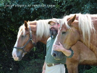 D R A F T H O R S E S A T H E R I T A G E F A R M