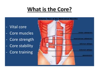 What is the Core?
- Vital core
- Core muscles
- Core strength
- Core stability
- Core training
 