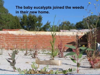 The baby eucalypts joined the weeds
in their new home.
 