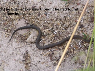 The tiger snake also thought he had found
a new home.
 