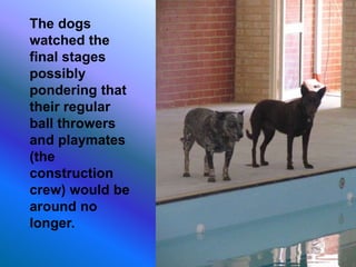 The dogs
watched the
final stages
possibly
pondering that
their regular
ball throwers
and playmates
(the
construction
crew) would be
around no
longer.
 