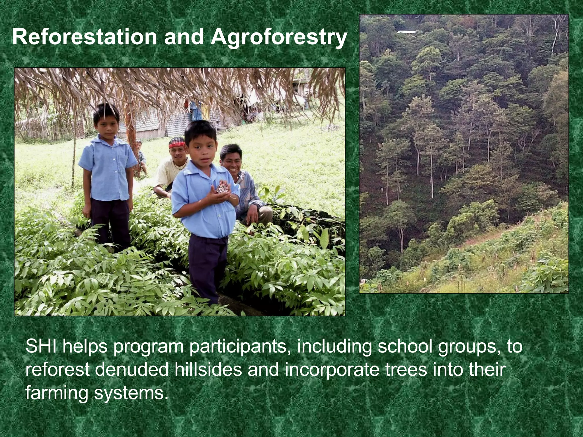 Reforestation and Agroforestry SHI helps program participants, including school groups, to reforest denuded hillsides and incorporate trees into their farming systems. 