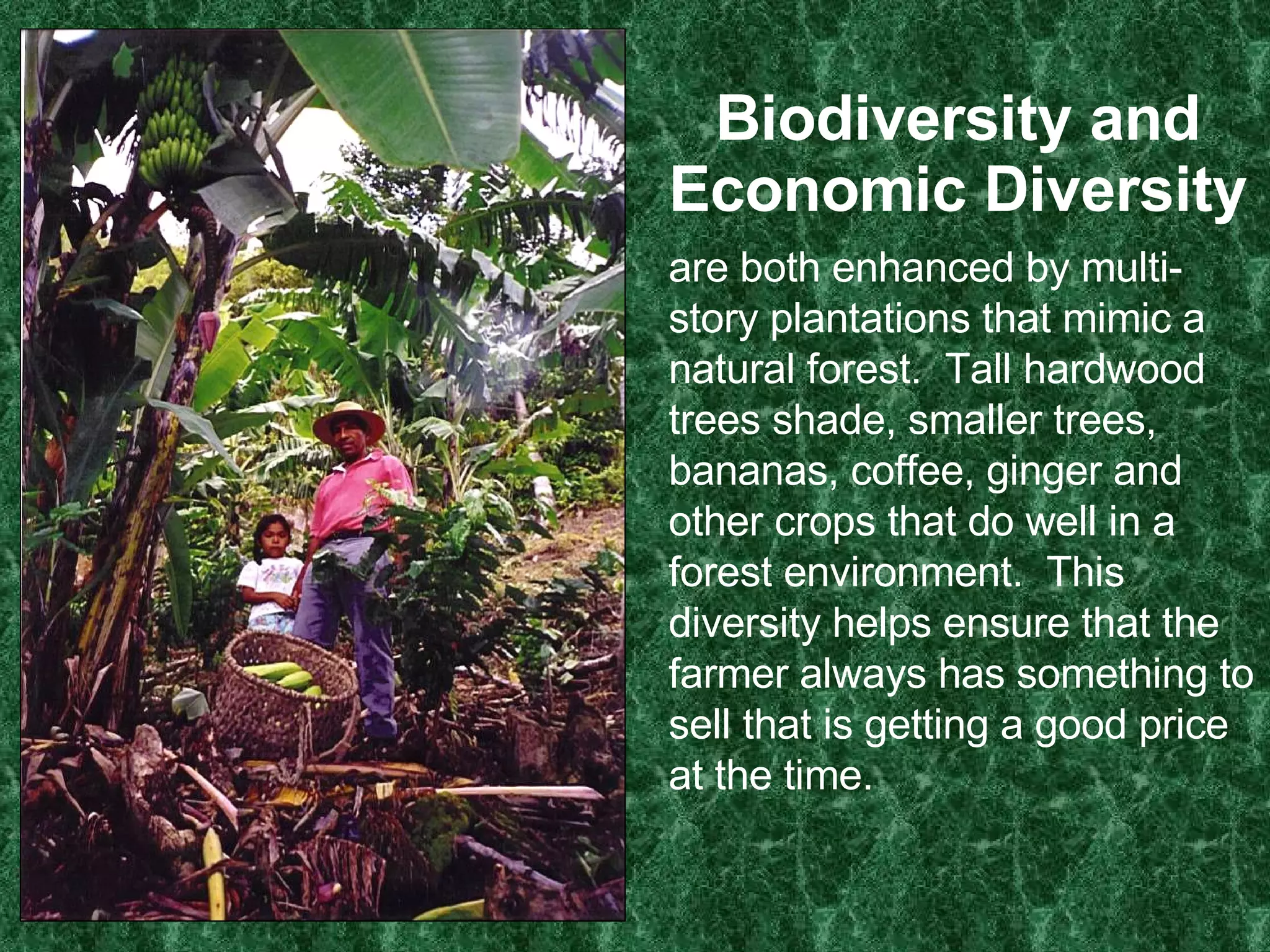 Biodiversity and Economic Diversity are both enhanced by multi-story plantations that mimic a natural forest.  Tall hardwood trees shade, smaller trees, bananas, coffee, ginger and other crops that do well in a forest environment.  This diversity helps ensure that the farmer always has something to sell that is getting a good price at the time. 