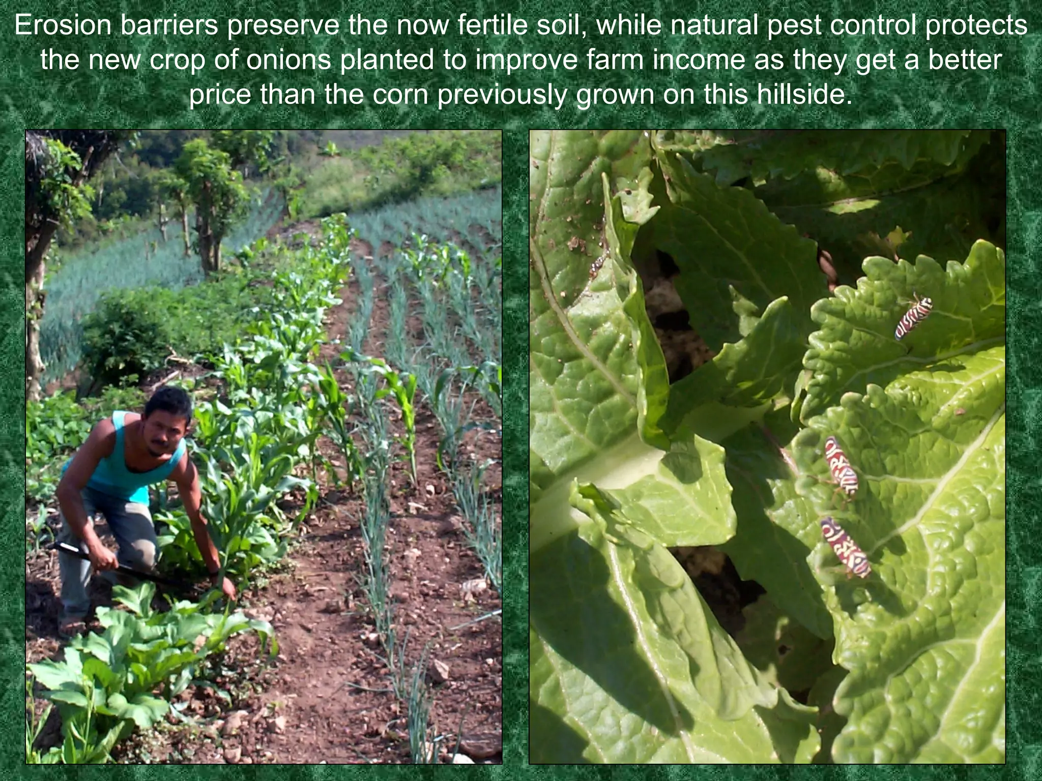 Erosion barriers preserve the now fertile soil, while natural pest control protects the new crop of onions planted to improve farm income as they get a better price than the corn previously grown on this hillside. 