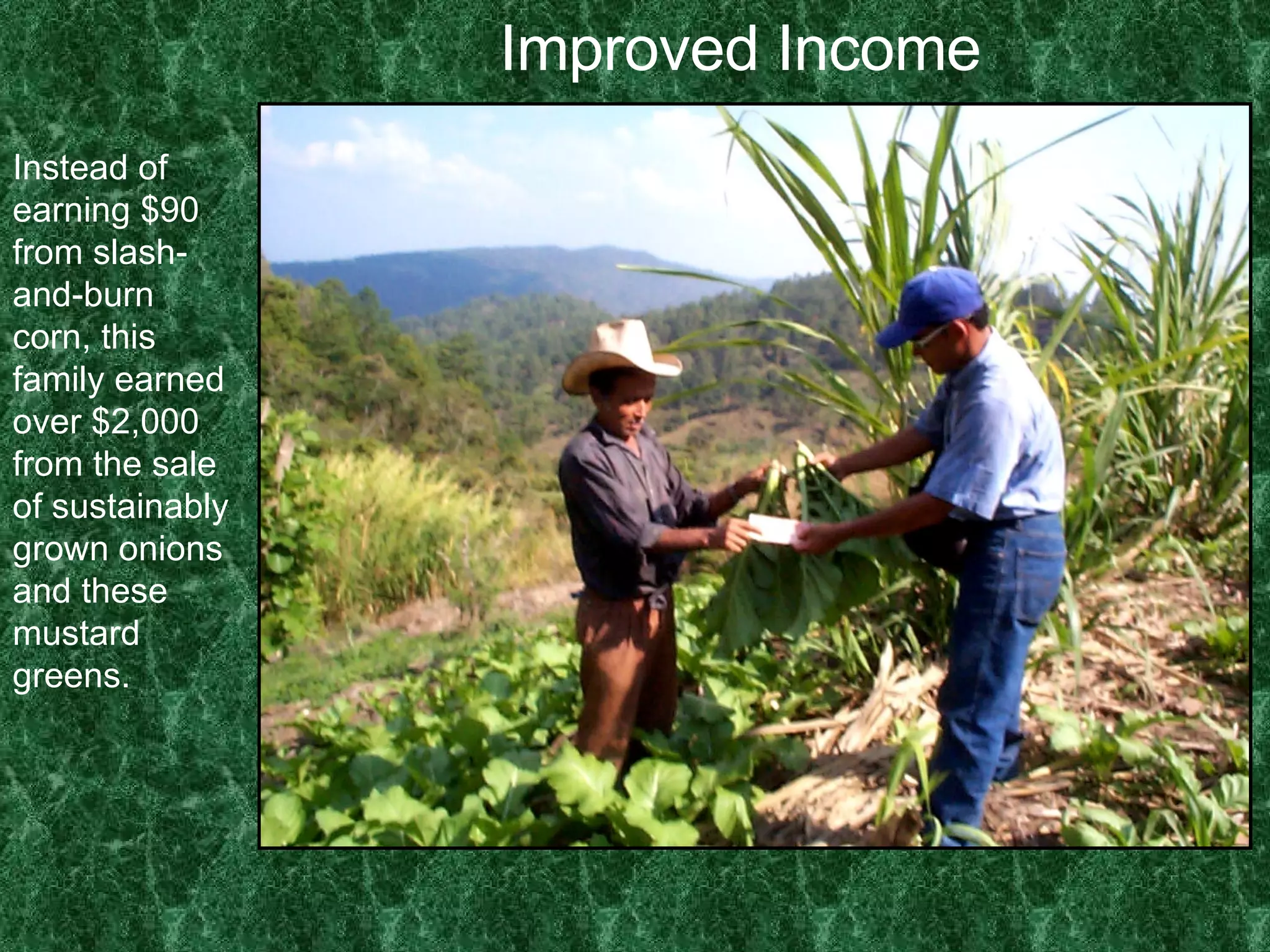 Improved Income Instead of earning $90 from slash-and-burn corn, this family earned over $2,000 from the sale of sustainably grown onions and these mustard greens. 