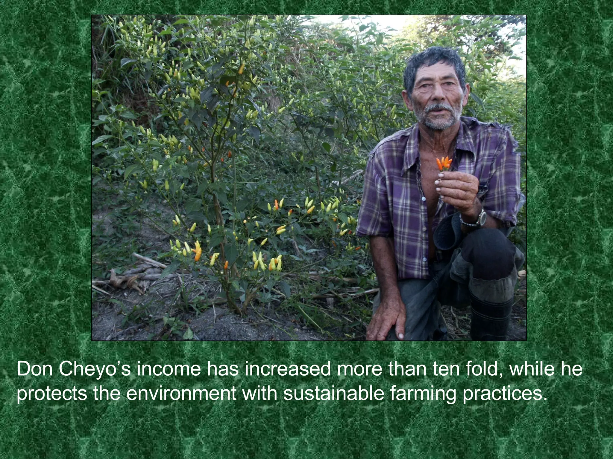 Don Cheyo’s income has increased more than ten fold, while he protects the environment with sustainable farming practices. 