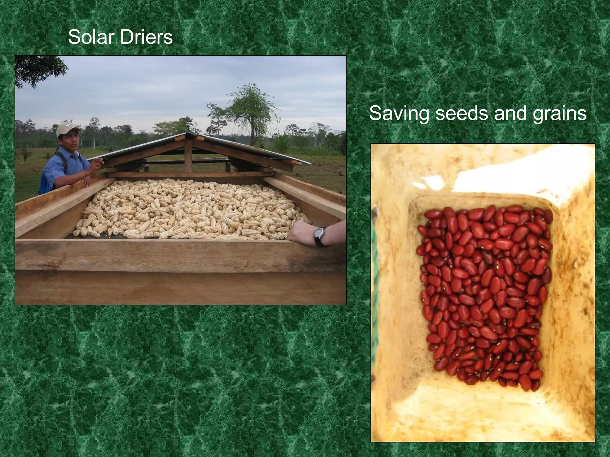 Saving seeds and grains Solar Driers 