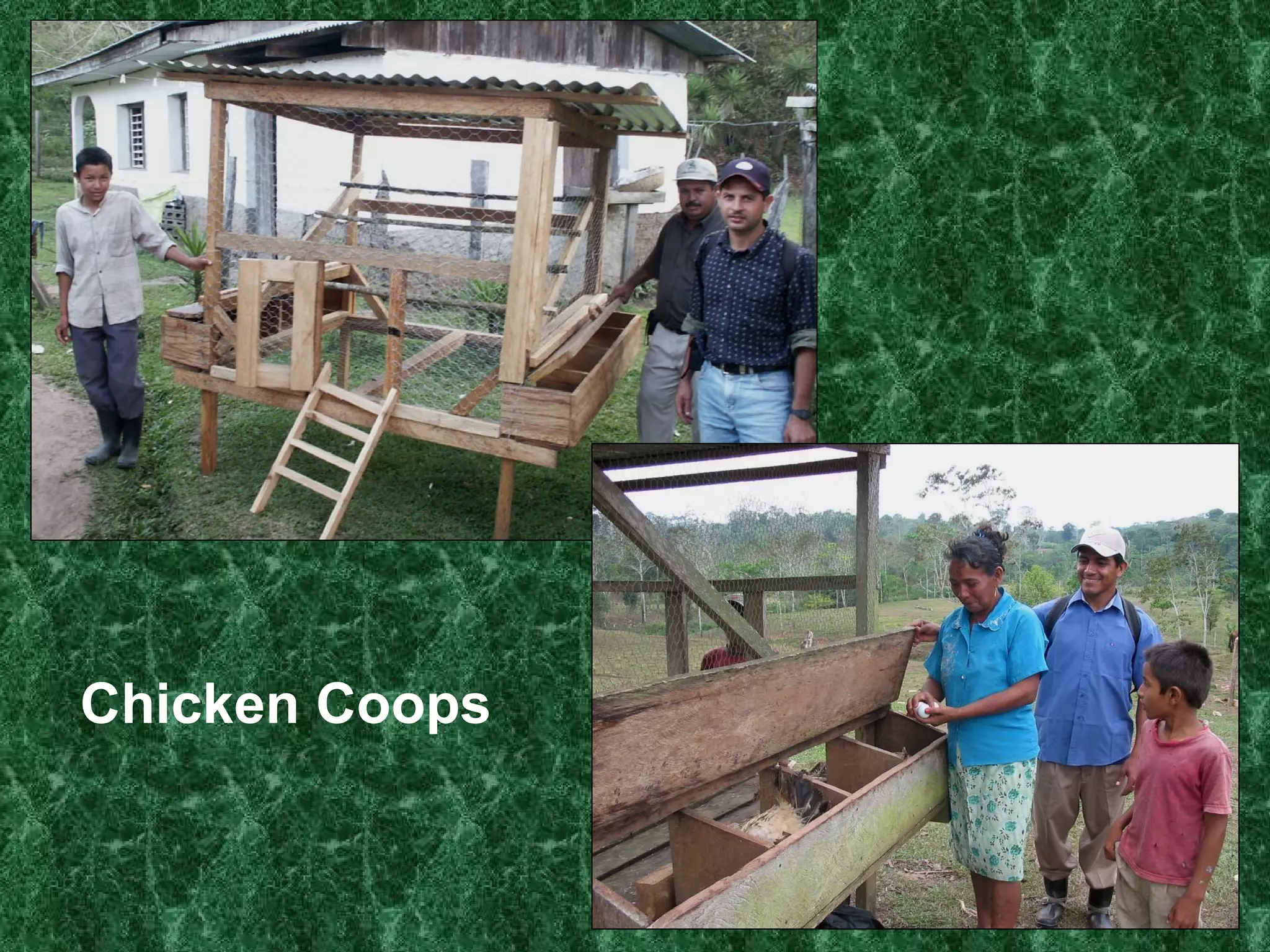 Chicken Coops 