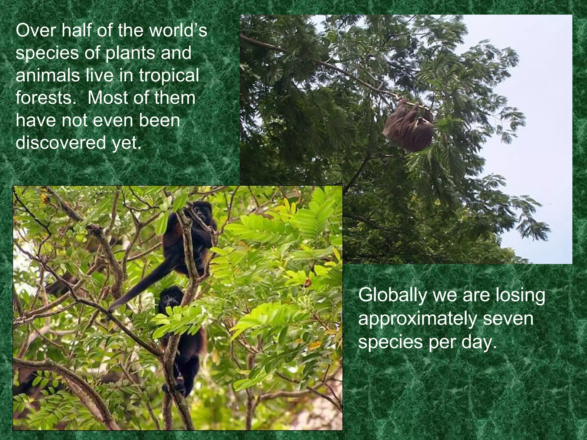 Over half of the world’s species of plants and animals live in tropical forests.  Most of them have not even been discovered yet.  Globally we are losing approximately seven species per day.  