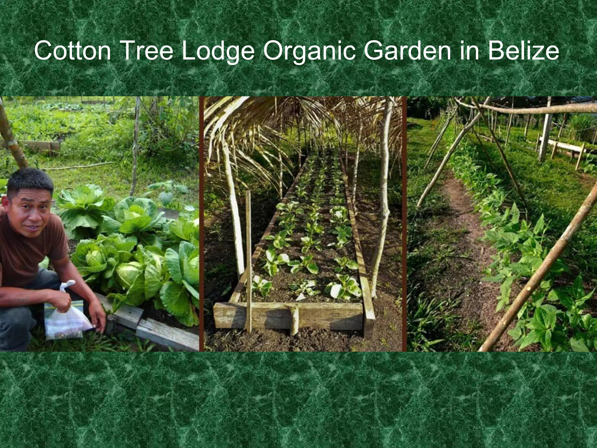 Cotton Tree Lodge Organic Garden in Belize 